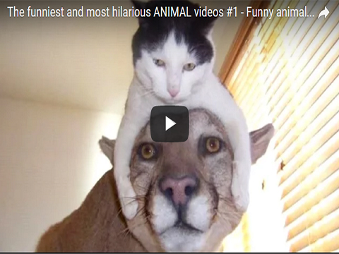 The funniest and most hilarious ANIMAL videos #1