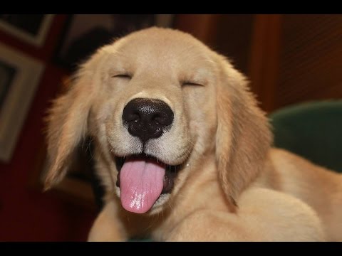 Ultimate Funniest And Cutest Golden Retriever Videos Compilation 2016 – Funny Dog Videos
