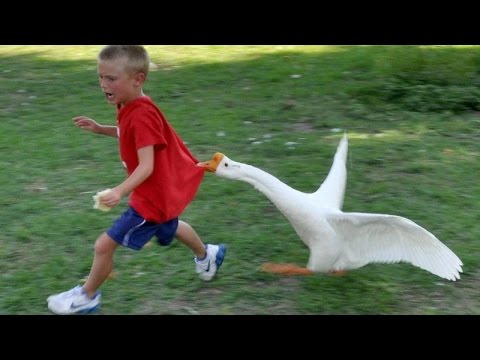 Animals never fail to make us laugh – Super funny animal compilation