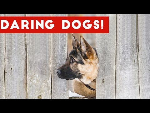 Funniest Daring Dog & Escape Animal Videos Weekly Compilation 2016 | Funny Pet Videos