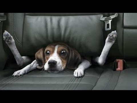 Funny Dog Vines Try Not To Laugh, Funny Dog Fails Try Not To Laugh Or Grin