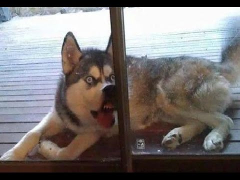 25 Funniest Dog Photos