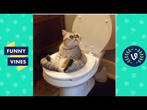 Funny Cats Compilation 2016  – Best Funny Cat Videos Ever || Funny Vines
