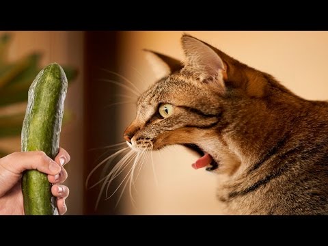 TRY NOT TO LAUGH OR GRIN – Funny Cat & Dog Compilation 2016