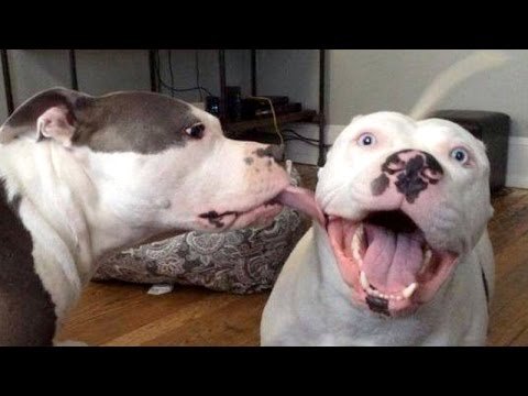 Dogs are never boring, they make us laugh! – Funny dog compilation