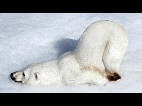 Wild Animals Play in Snow | Funny Compilation