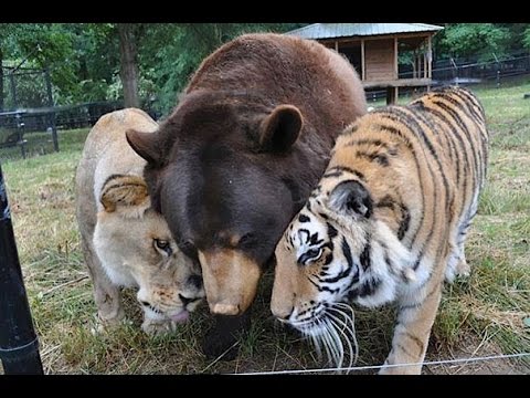 Unbelievable Animal to Animal Friendship – Wild Animals Friendship