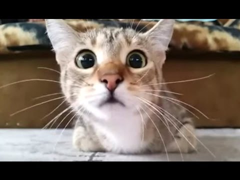 Funny Videos Of Funny Cats Compilation 2016 [BEST OF]