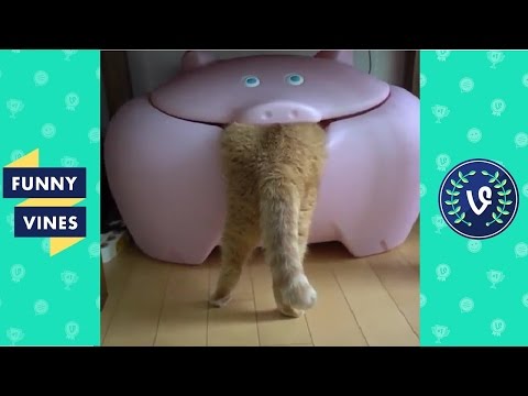 Funny Cats Compilation 2016 – Best Funny Cat Videos Ever || Funny Vines #1