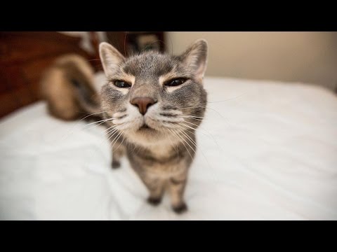 Funny Cats Compilation 2016 ? Best Funny Cat Videos Ever – Funny Vines Compilation