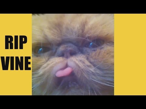Funny Cats 2017 – Vine Compilation – BEST VINES ✔️