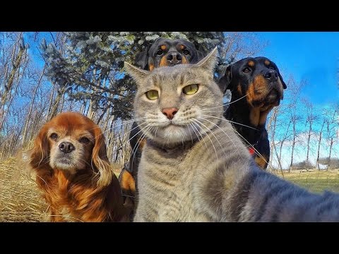 *Life Awesome* Funny Cats Compilation 2017 – LAUGHS and FUN for everyone