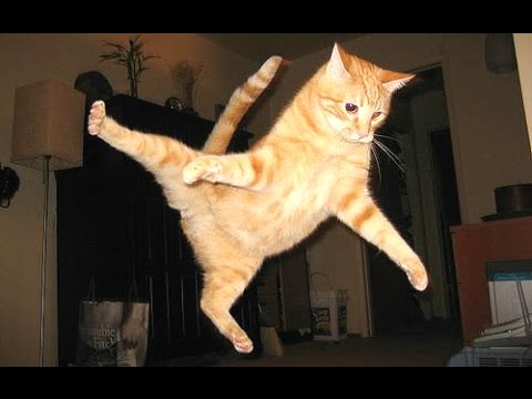 Funny Cats – A Funny Cat Videos Compilation 2015
