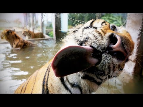 Funny Zoo Animal ★ Adorable Zoo Animals!  [Trip Burger Pets]