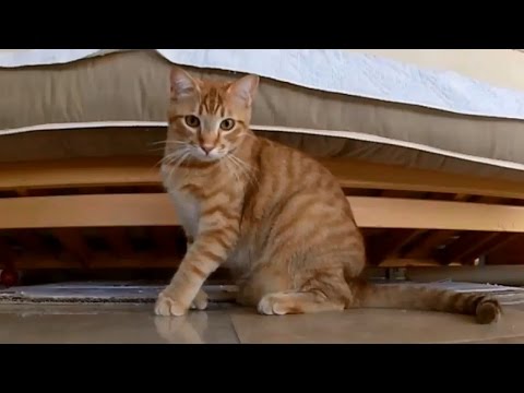 Funny Cats Compilation 2017