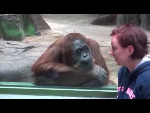 MONKEYS   Funny Animals Videos   Funny Monkey Videos   Funny Monkeys At The Zoo