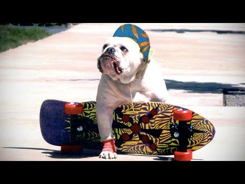 Dogs Riding Skate ★ Skateboard Driven by DOGS [Funny Pets]