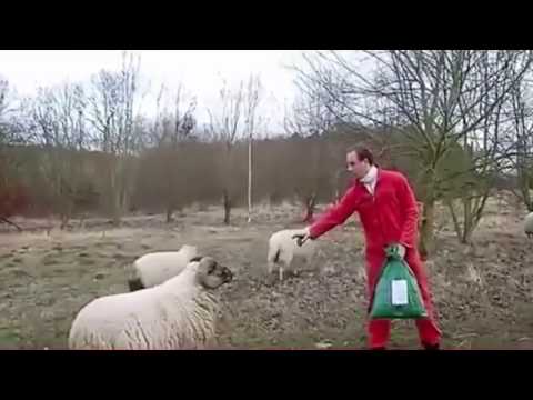 Animals Attacking Humans | Wild Animal Attack Humans Caught On Camera | Animal Attacking Videos