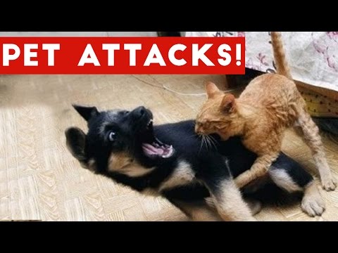 Funniest Animal Attacks Compilation October 2016 | Funny Pet Videos
