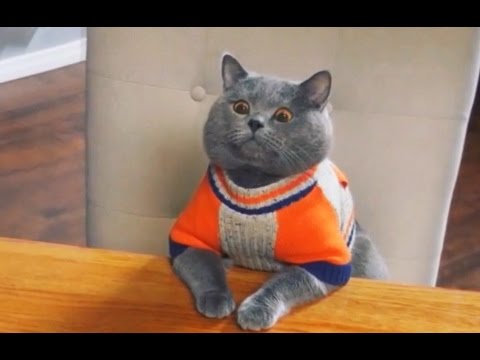 Best Vine AaronsAnimal 2016 || Funny Vine AaronsAnimals 2016 || BestVine