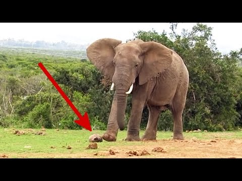 Cheeky Elephant kicks tortoise like soccer ball | Funny wild animals behaving badly in South Africa