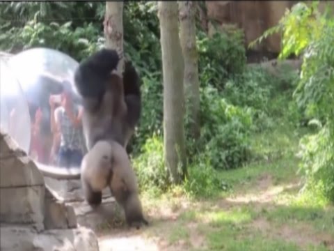 Zoo Animals Getting Angry Zoo Animals Attacks Funny Pets!