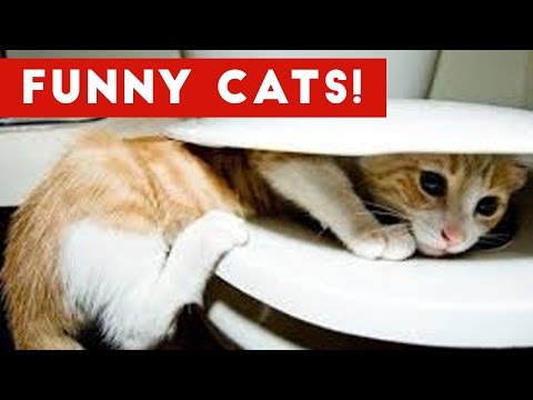 Funny Cats Compilation 2017 | Best Funny Cat Videos Ever