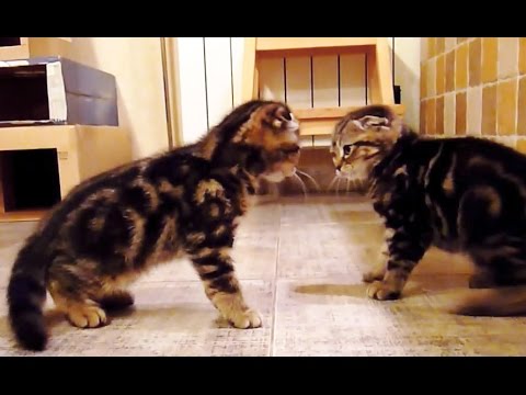 The cutest Assassin’s Kittens  | Funny Cats