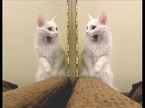 Animals in Mirrors Hilarious Reactions Compilation 2016 –  Funny Animal Videos