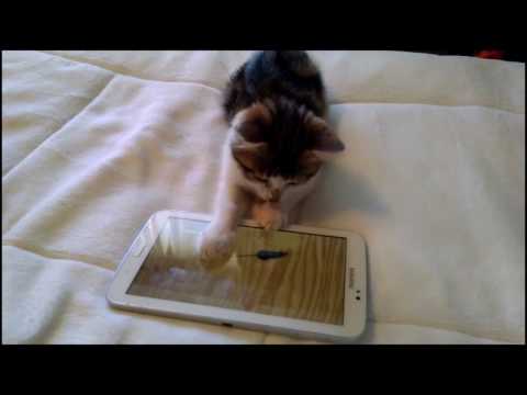 Funny Cats Playing On iPads Compilation | Cute Cats Playing On Tablet