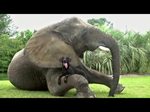Unbelievable Friendship between Wild Animals ★ Vidéo drole animaux