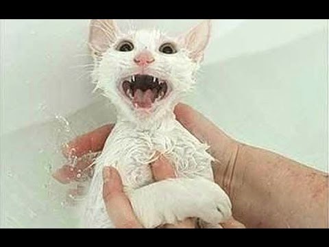 Cats Saying “No” to Bath – A Funny Cats In Water Compilation
