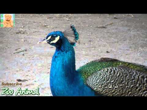 Peacock multicolor on farm animals – Farm animal video for kids – Animais TV