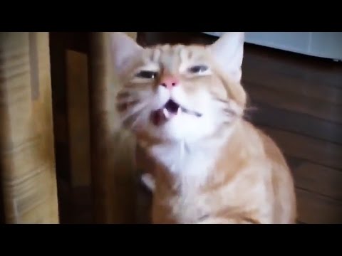 Sneezing Animals ? Funny Sneeze Attacks [Funny Pets]