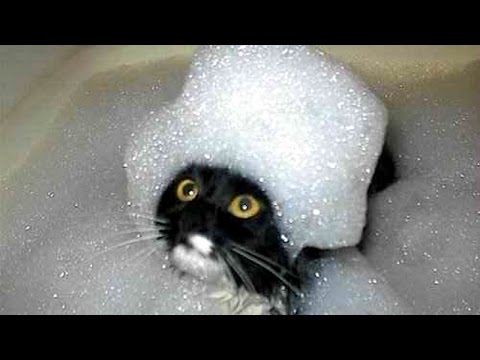 The funniest and most humorous cat videos ever! – Funny cat compilation