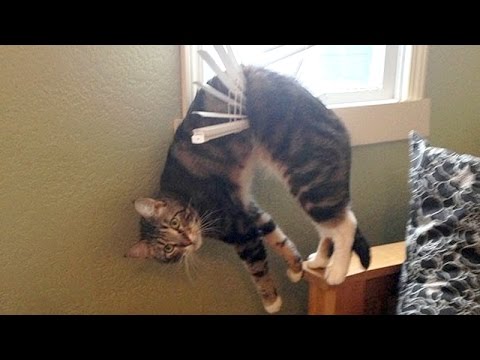 Nothing will make you laugh harder than funny animals – Funny animal compilation