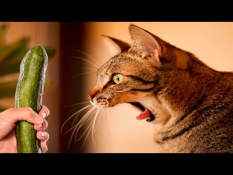 Cats scared of Cucumbers Compilation – Cats Vs Cucumbers – Funny Cats 2016