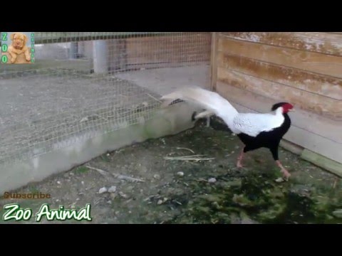 TURKEY in farm animals – Farm animal video for kids – Animais TV