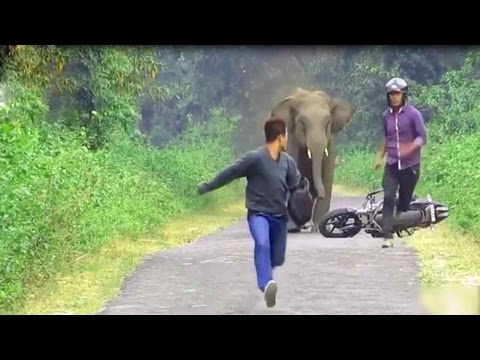 Elephants attacks human car  | Animals attack human | Funny  Amazine Wild Animals attacks