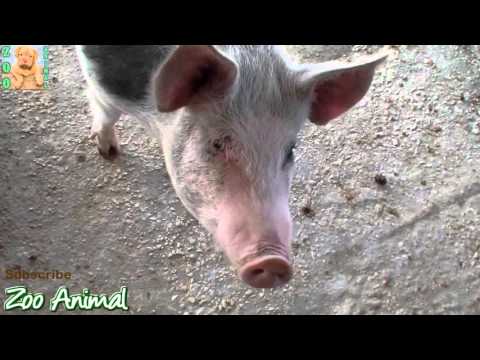 Farm Pigs Super Happy and Funny – Farm Animals videos for kids – Animais TV