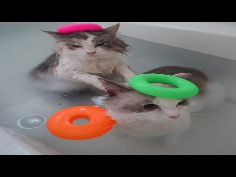 Funny Cats Enjoying Bath | Cats That LOVE Water Compilation