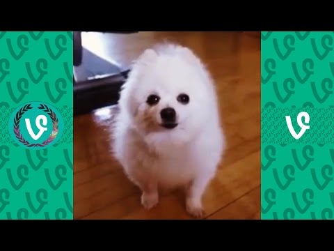 Gabe The Dog Vines Compilation | Dank Memes Compilation 2017