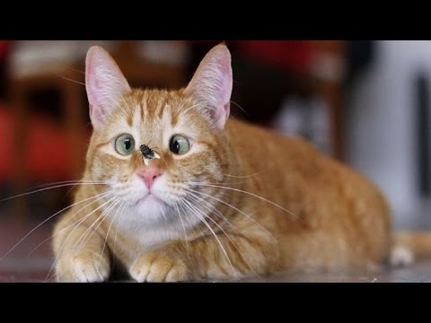 FUNNY CATS VIDEO COMPILATION – Funny Cats Compilation