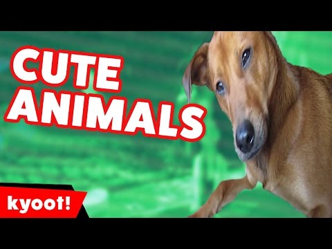 Panda Shakes His Butt At the Zoo & More Funny Pet Videos & Bloopers of 2016 | Kyoot Animals