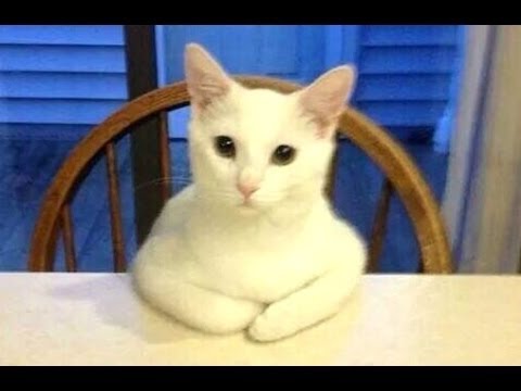 Funny Cats Vines Compilation 2016 (16 minutes) – New Funny cat vines Best of all internet.