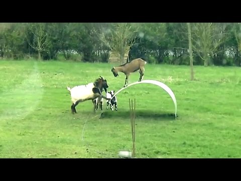 Goats for Kids – More Funny Goats Playing – Goat Videos Compilation