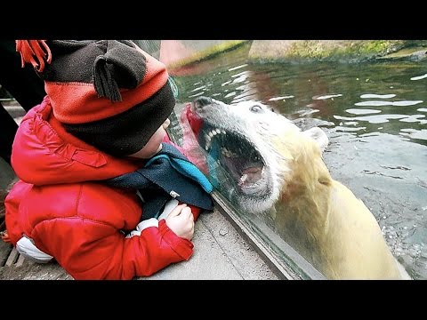 Zoo Animal Attacks ★ When Dangerous Animals Don’t Know What Glass Is! [Funny Pets]