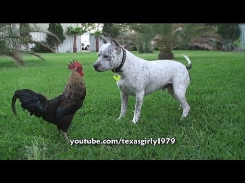 Funny animal fails – Try not to laugh