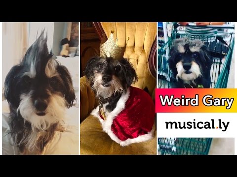 Top Funny Dog Musical.ly Video Compilation | The Best Musical.ly Compilations