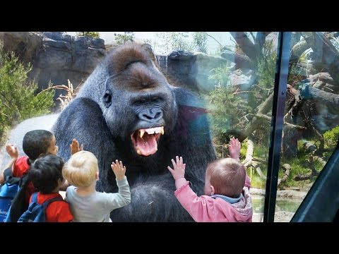 Funny Animals at the ZOO (HD) [Funny Pets]